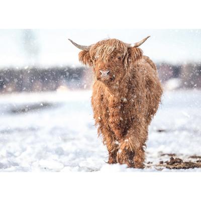 Highland Cattle on a Winter’s Day - Personalised Christmas Cards